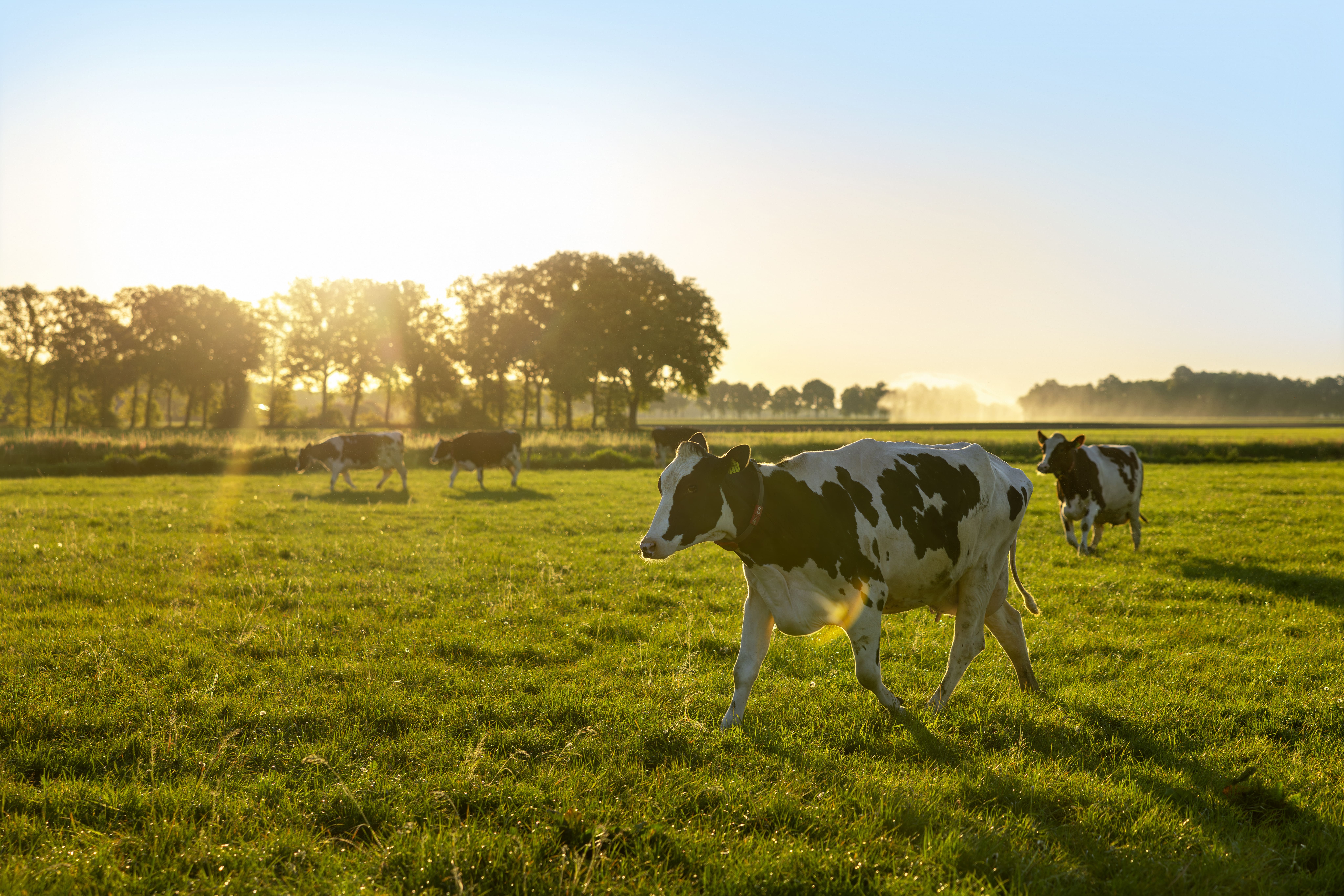 2025_05_12_Friso_Cows_Sunrise_646.jpeg